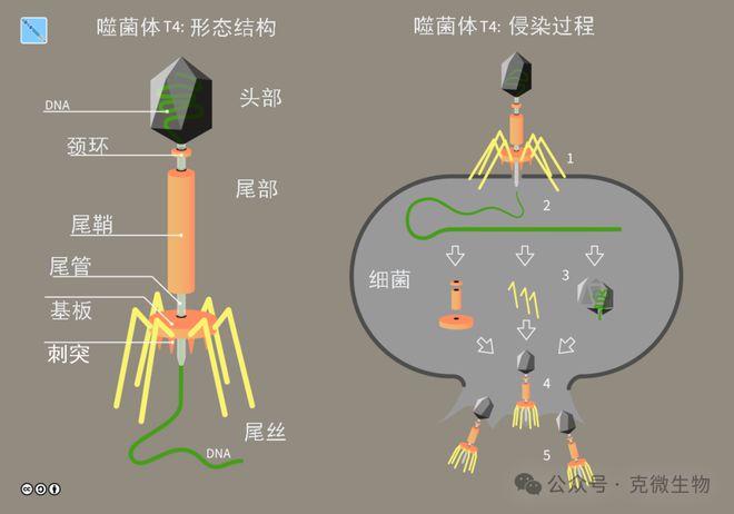 星空体育网站：大型发酵工厂种子罐噬菌体污染不再怕这些策略超有效(图3)