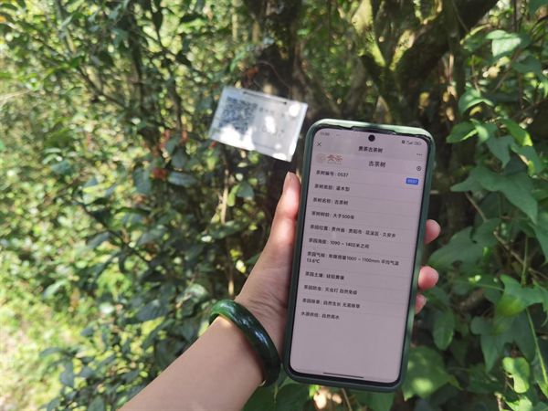 数字化助推贵阳贵安茶产业高质量发展(图1)