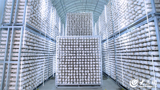 星空体育:七河生物:以智慧工厂重塑香菇产业引领农业数字化变革(图4)