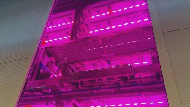 探访全数字化立体育苗植物工厂看一颗生菜是如何生长的!(图1)