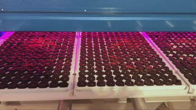 探访全数字化立体育苗植物工厂看一颗生菜是如何生长的!(图4)