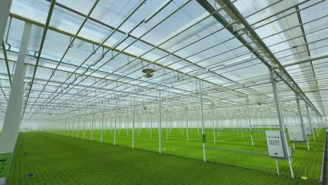 探访全数字化立体育苗植物工厂看一颗生菜是如何生长的!(图7)