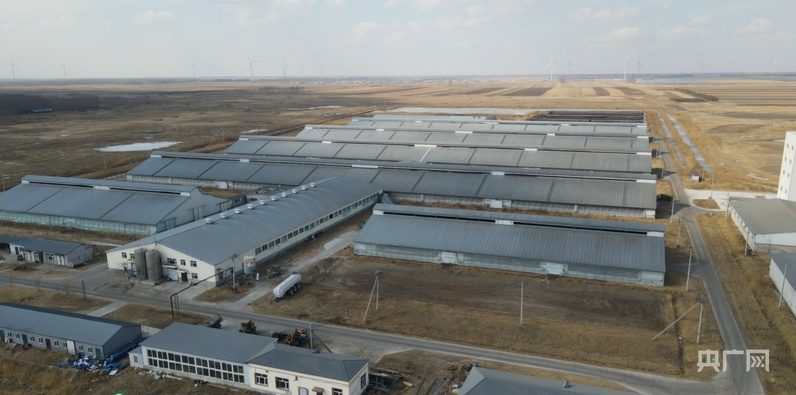 高质量发展看中国｜畜牧大县冲刺百亿级产业“牛劲儿”十足(图1)