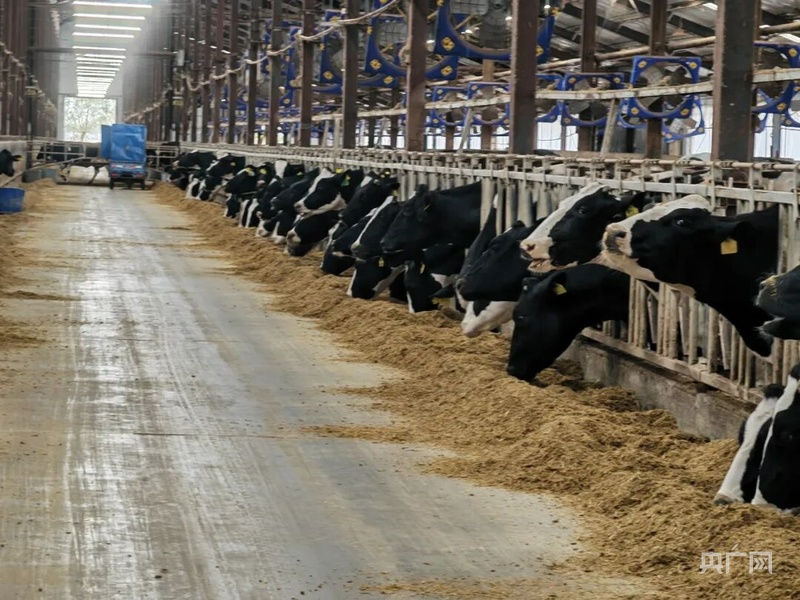 高质量发展看中国｜畜牧大县冲刺百亿级产业“牛劲儿”十足(图3)