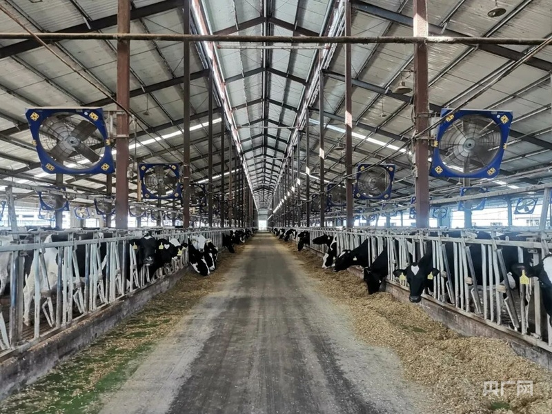 高质量发展看中国｜畜牧大县冲刺百亿级产业“牛劲儿”十足(图2)